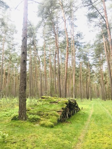 Waldidylle nur 450 m entfernt - Klein Trebbow Ferienwohnung Enspannungszeit, Neustrelitz, Kluger See, Klein Trebbow, Meckelnburger Seenlandschaft, naturnah, stadtnah