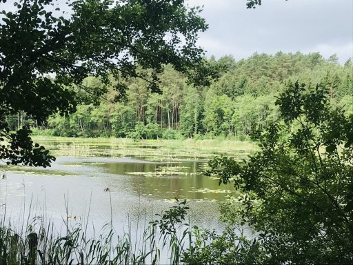 Krummer See - Waldsee im Trebbower Wald Ferienwohnung Enspannungszeit, Neustrelitz, Kluger See, Klein Trebbow, Mecklnburger Seenlandschaft, naturnah, stadtnah
