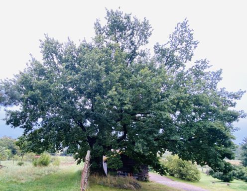 Eiche nahe der Ferienwohnung Ferienwohnung Enspannungszeit, Neustrelitz, Kluger See, Klein Trebbow, Mecklenburger Seenlandschaft, naturnah, stadtnah
