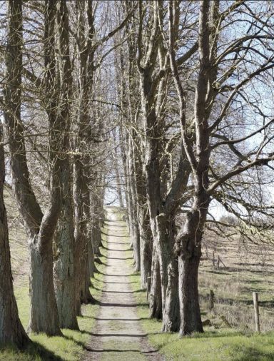 Allee zur Jahn-Kapelle Klein Vielen Ferienwohnung Enspannungszeit, Neustrelitz, Kluger See, Klein Trebbow, Mecklenburger Seenlandschaft, naturnah, stadtnah